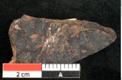 Foto (Detailansicht) von Protocladus lingua Ettingshausen (NHMW-GEO-2024-0188-10332)